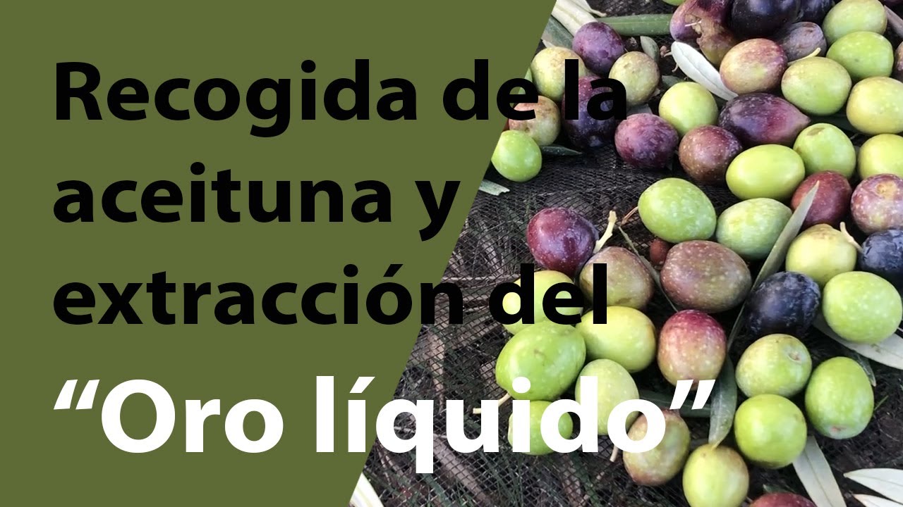 Recogida de la aceituna y extracción del 