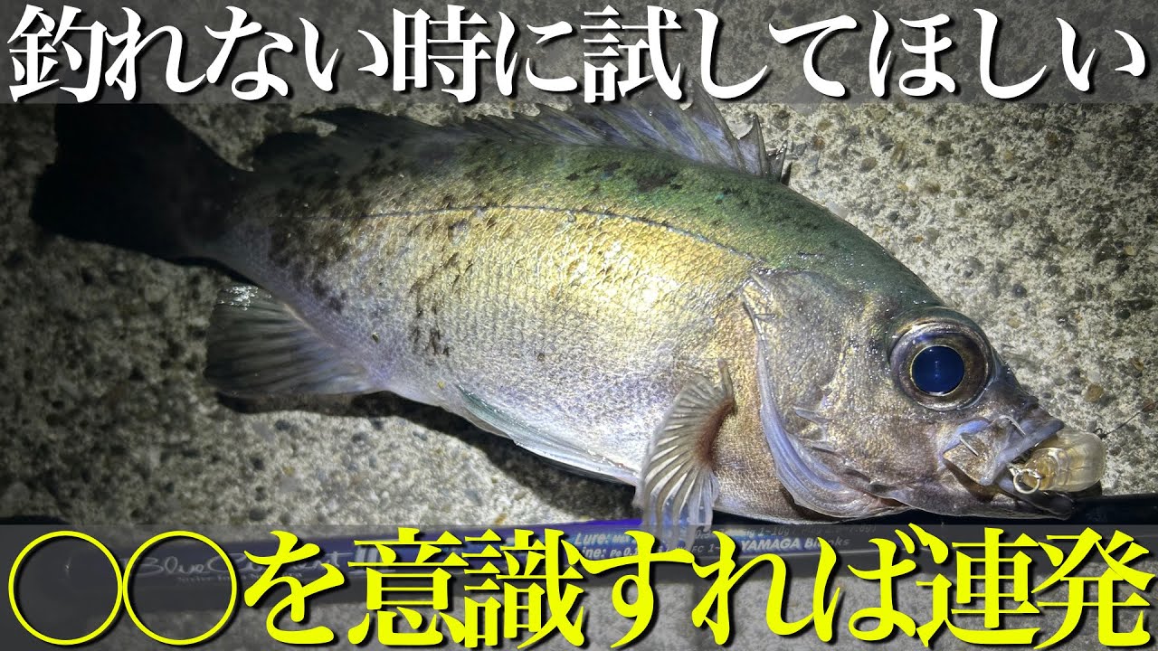 【メバリング】メバルが釣れない人は絶対見てください。激渋メバル攻略法を教えます。