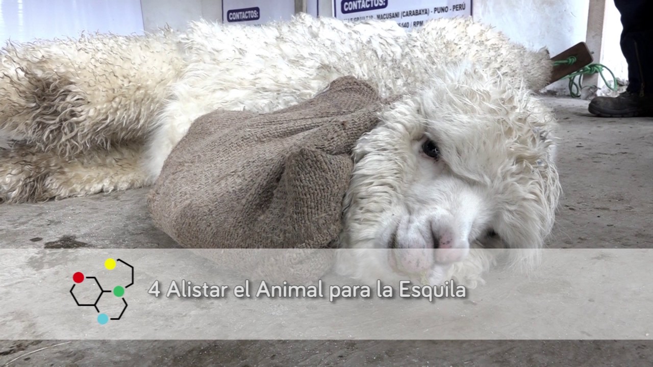 ALPACA PERÚ: modelo de esquila y clasificación para PEQUEÑOS PRODUCTORES