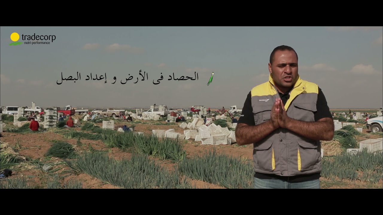 المرحلة الخامسة والأخيرة (الحصاد والتشغيل فى المحطة والإعداد للتصدير)