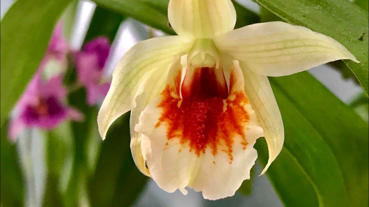 Dendrobium cruentum (species spotlight) and evergreen types