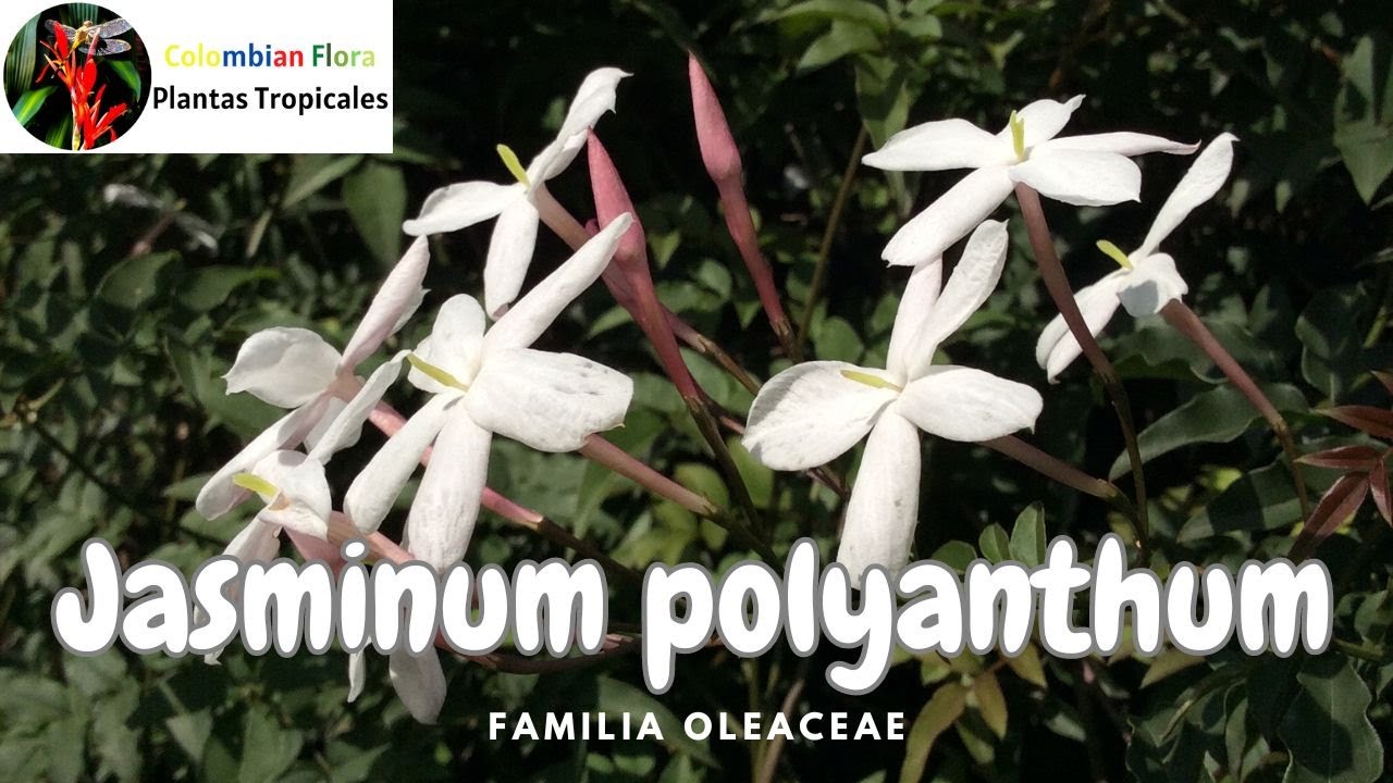 Jasminum Polyantum: Жасмин многоцветковый #жасмин #тропическиерастения #цветы #сад