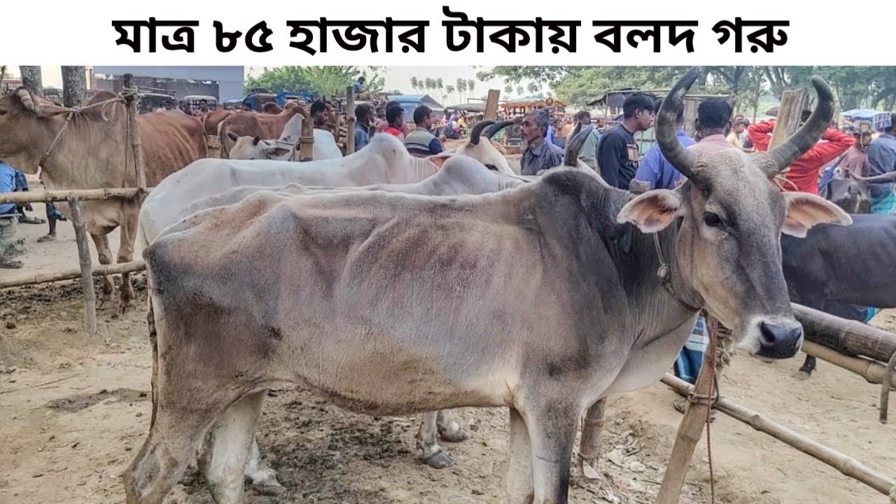 @ ২৪ নভেম্বর ২০২৪ | মাত্র ৮৫ হাজার টাকায় বলদ গরু |  বলদ গরুর দাম | যশোর চৌগাছা গরুর হাট