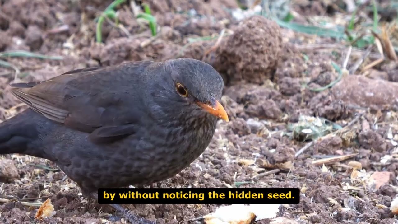 Seeds of Courage   The Two Seeds The Courage to Grow