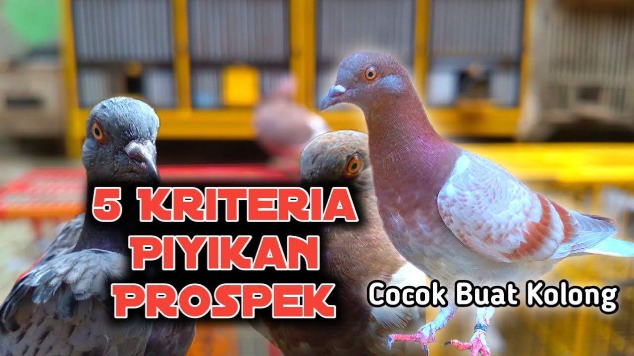 Cara Memilih Merpati Piyikan Prospek Kolong
