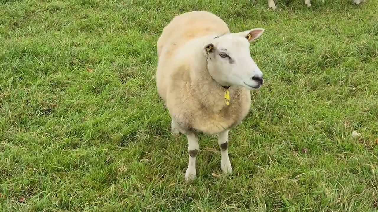 Peaceful Sheep Grazing in a Lush Green Meadow - 4K Nature Ambience