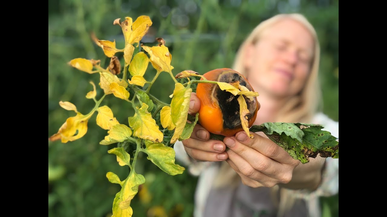 Identifying & Managing Tomato Disease Organically