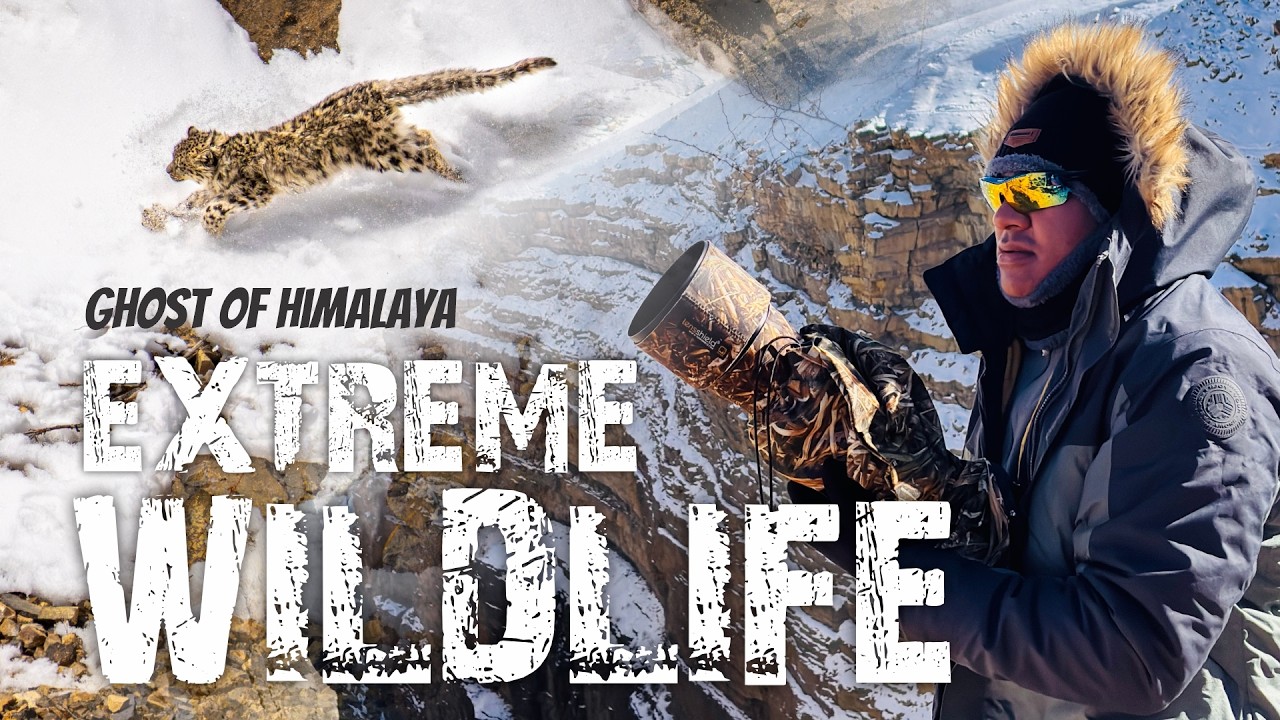 Extreme Wildlife - Ghost of the Himalaya | Snow Leopard | Spiti Valley