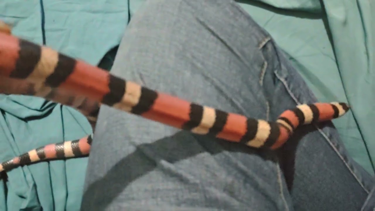 Mi serpiente está por cambiar de piel
