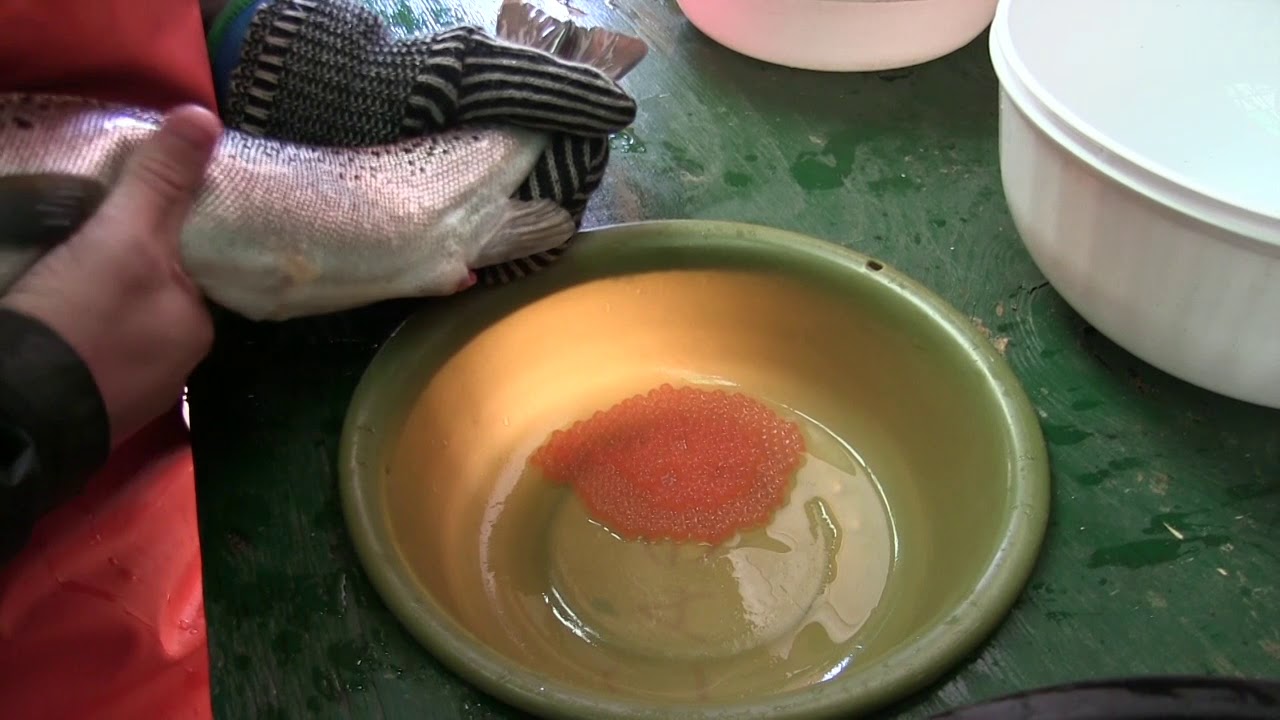 Salmon Egg Harvesting