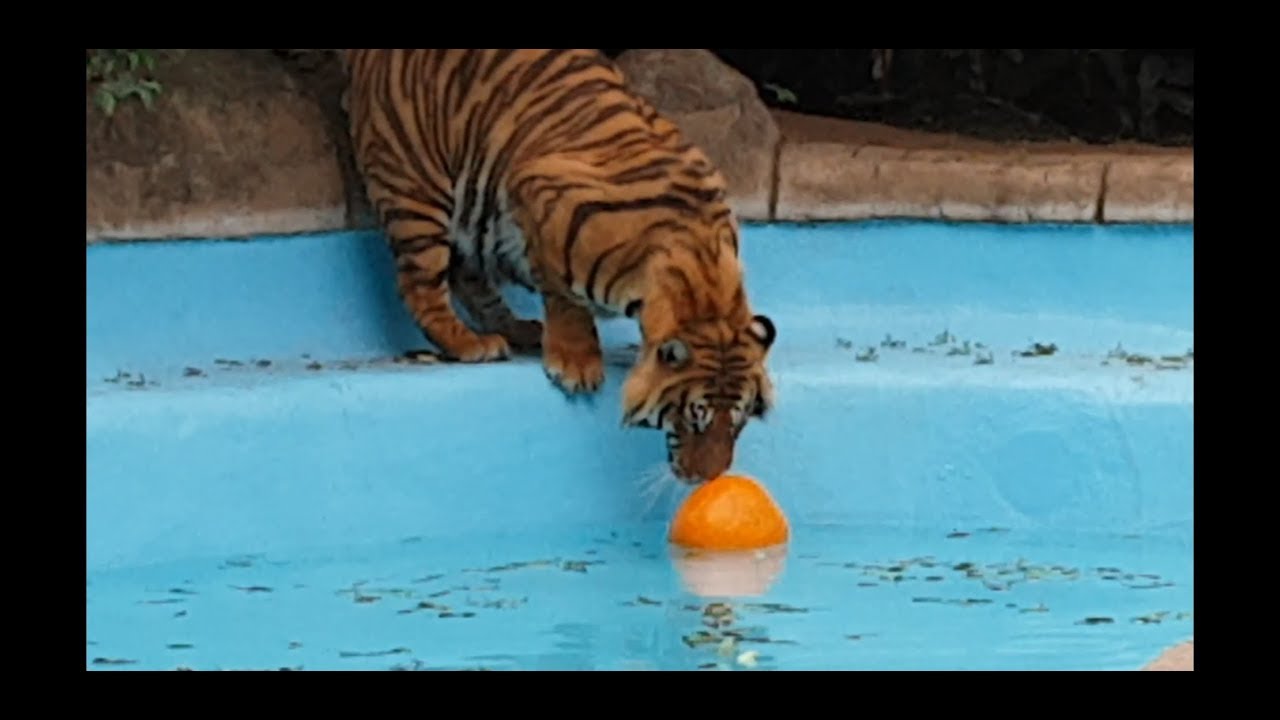 Tigers reaction to pumpkins on halloween !