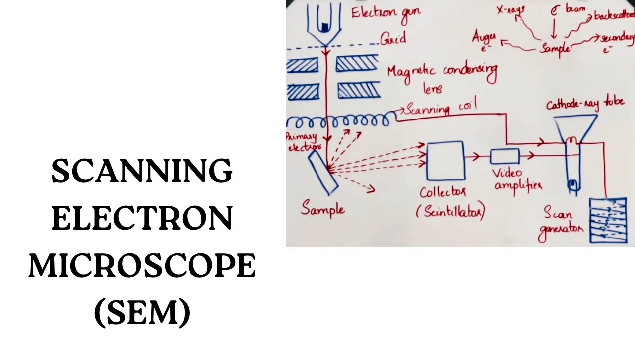 Scanning Electron Microscope- Construction | Working principle | Applications