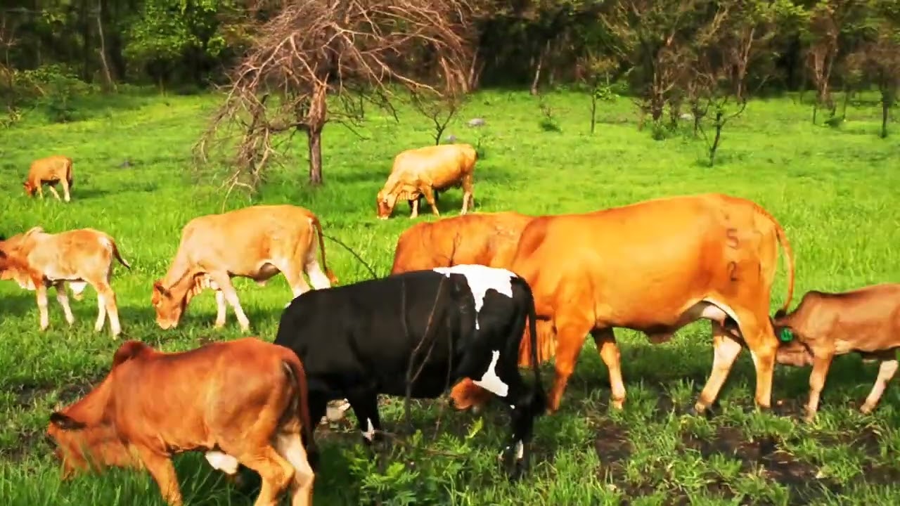 Cow herd grazing peacefully in Zambia 🇿🇲