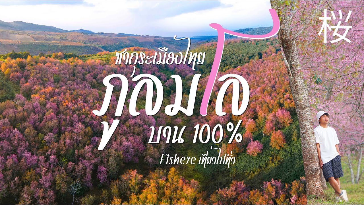 เที่ยวภูลมโล ชมดอกซากุระเมืองไทย บาน100% สวยที่สุดในตอนนี้