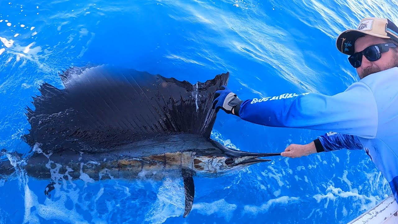 Pilbara sailfish: couppla days chasing billfish finding a few hot bites from sails