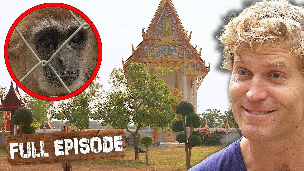 The Bondi Vet Becomes The Bangkok Vet! 👨‍⚕️ | Bondi Vet Thailand Special Full Episode | Untamed