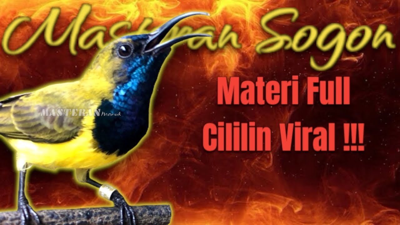 MASTERAN SOGON MATERI CILILIN VIRAL 🔥 Suara Bening Tajam #sogongacor #pancingansogon #sogon 