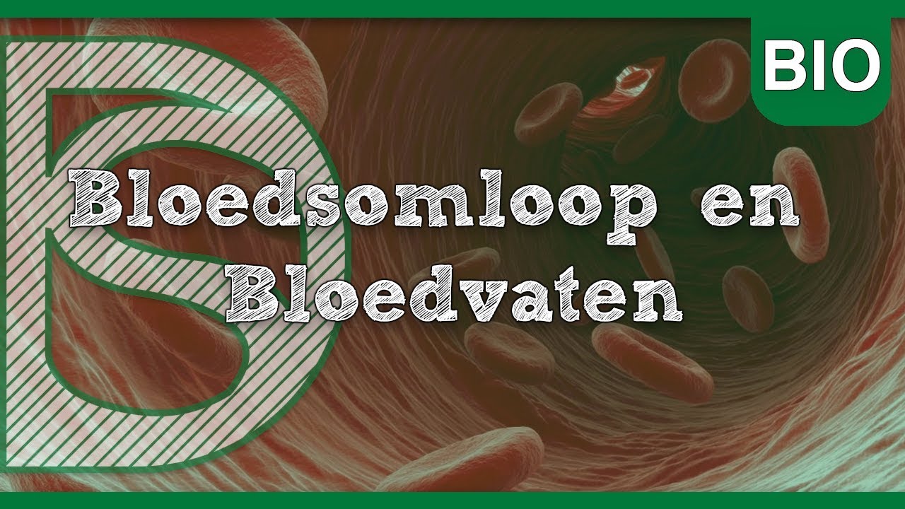 Biologie - Bloedsomloop en Bloedvaten (Bloedsomloop)