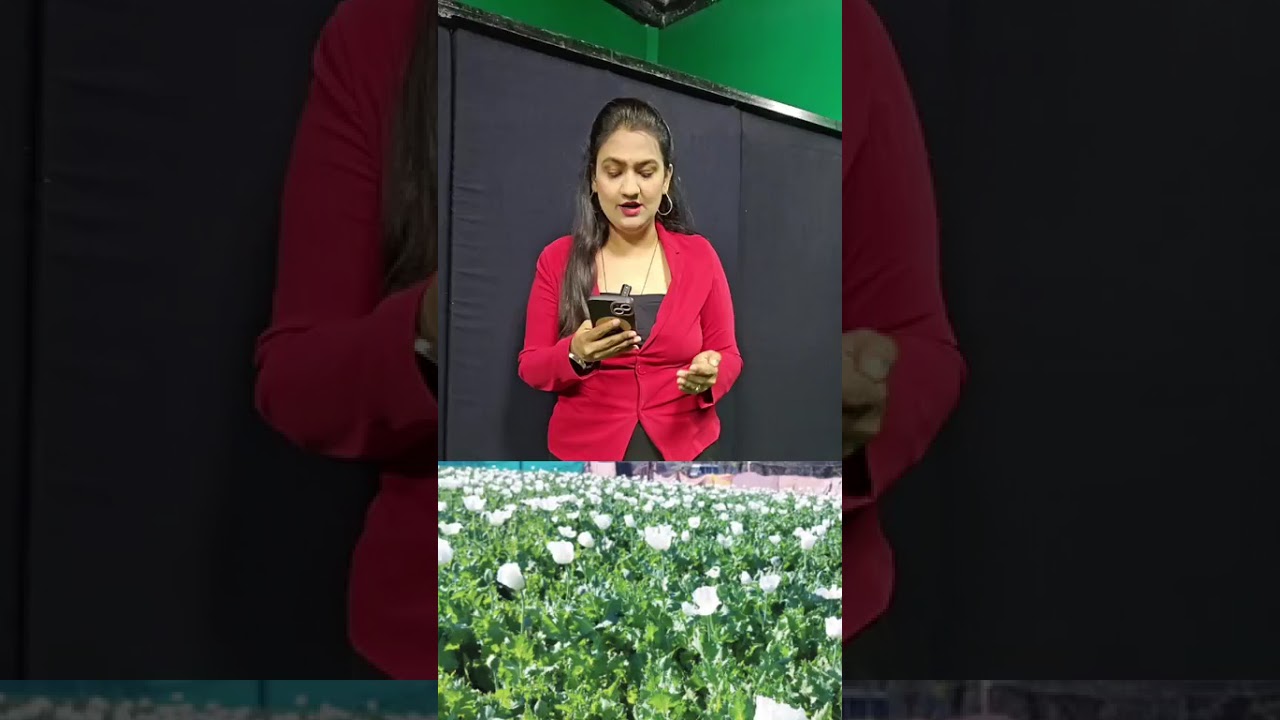BJP Leader Arrested for growing Afeem on 5 acre Farm worth Rs.80000000