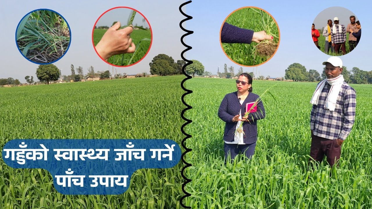 गहुँको स्वास्थ्य जाँच गर्ने पाँच उपाय ll