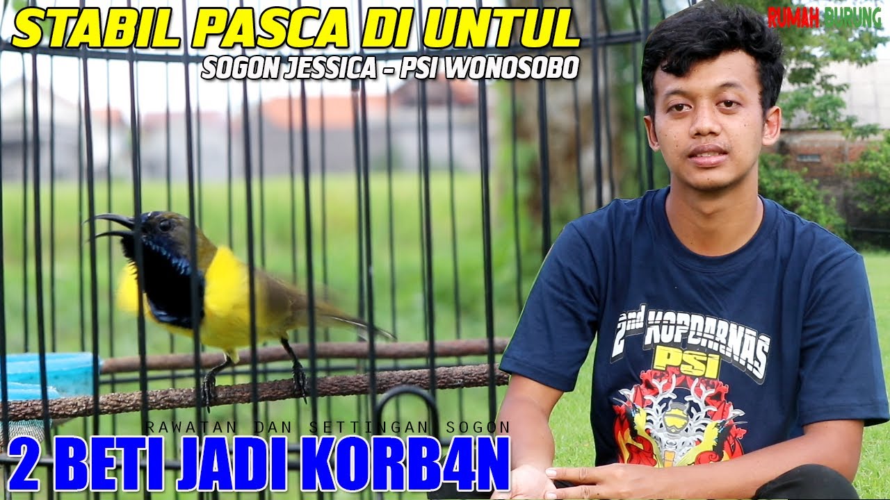 SOGON JESSICA PILIH PAKAI UNTUL