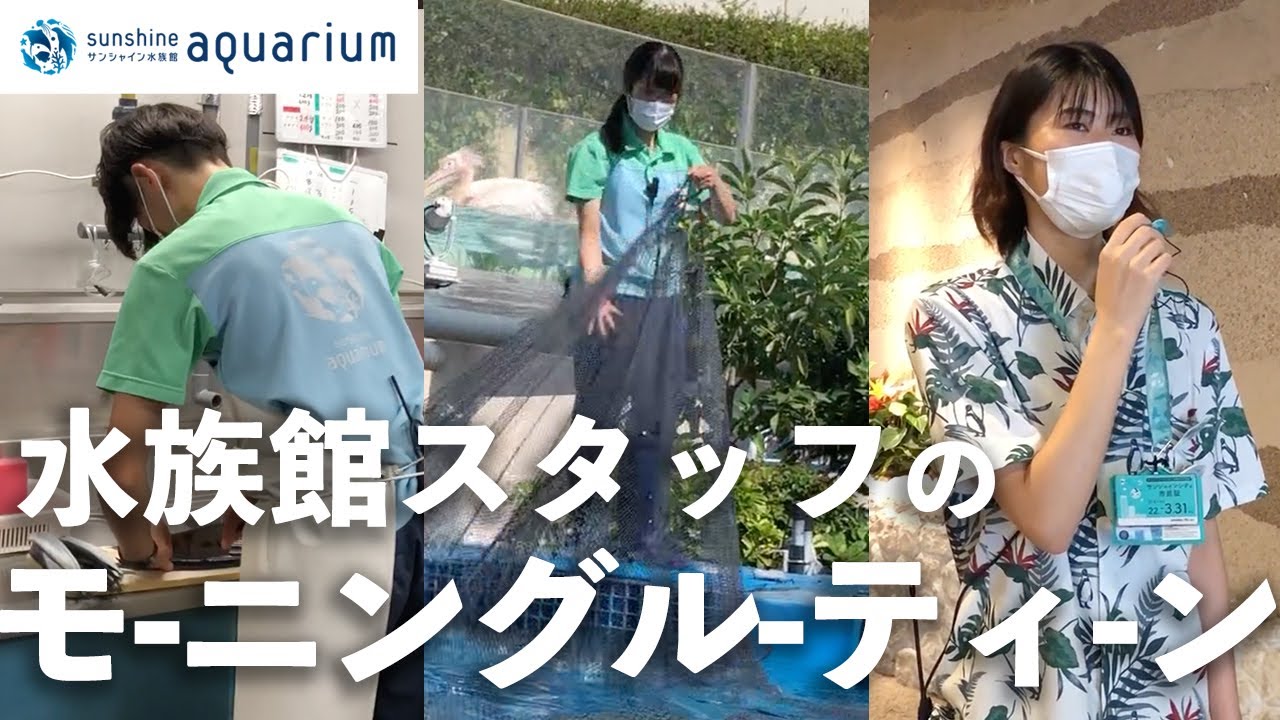 【モーニングルーティン】水族館オープンまでの仕事【サンシャイン水族館】
