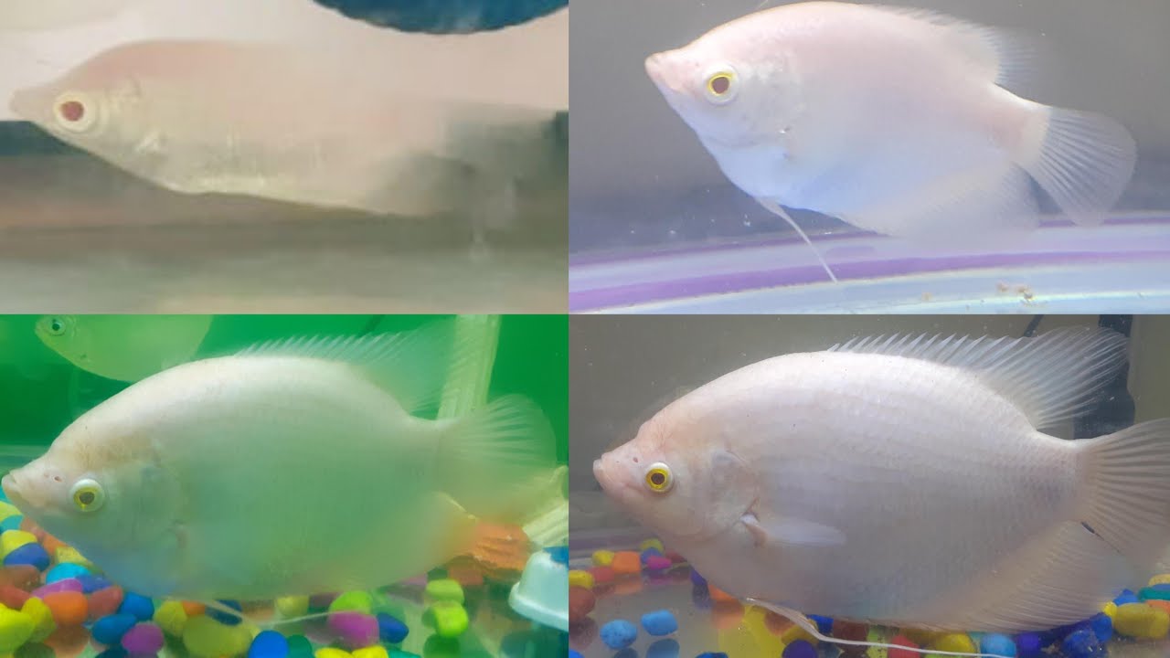 Gaint Goura 6 months growth Time lapse || Aquarium fish || DHANBU LOVABLES