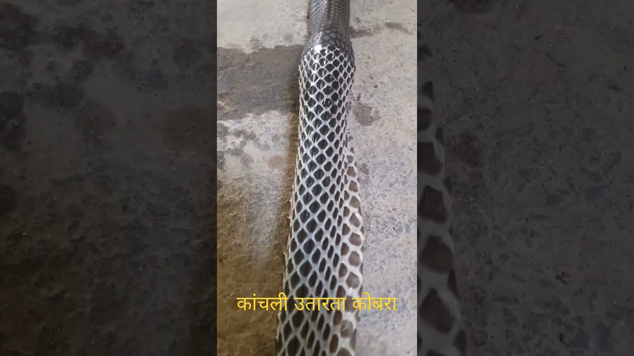 release, snake catcher, national geographic, documentary, wild, Cobra bite, Snake bite, King Cobra