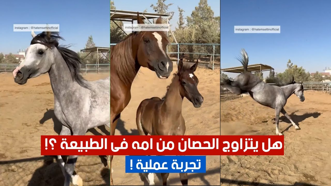 هل يتزاوج الحصان من امه فى الطبيعة؟ 🤔 تجربة عملية
