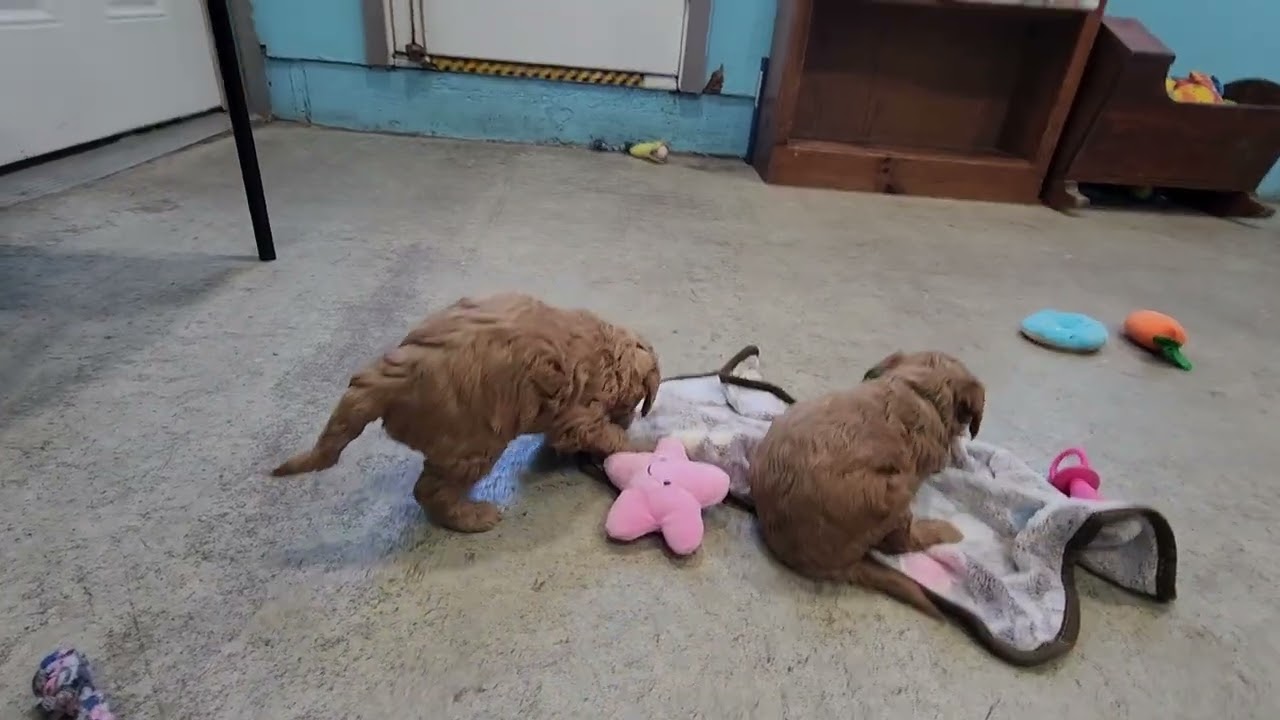 Magic & Rufus-5 weeks old