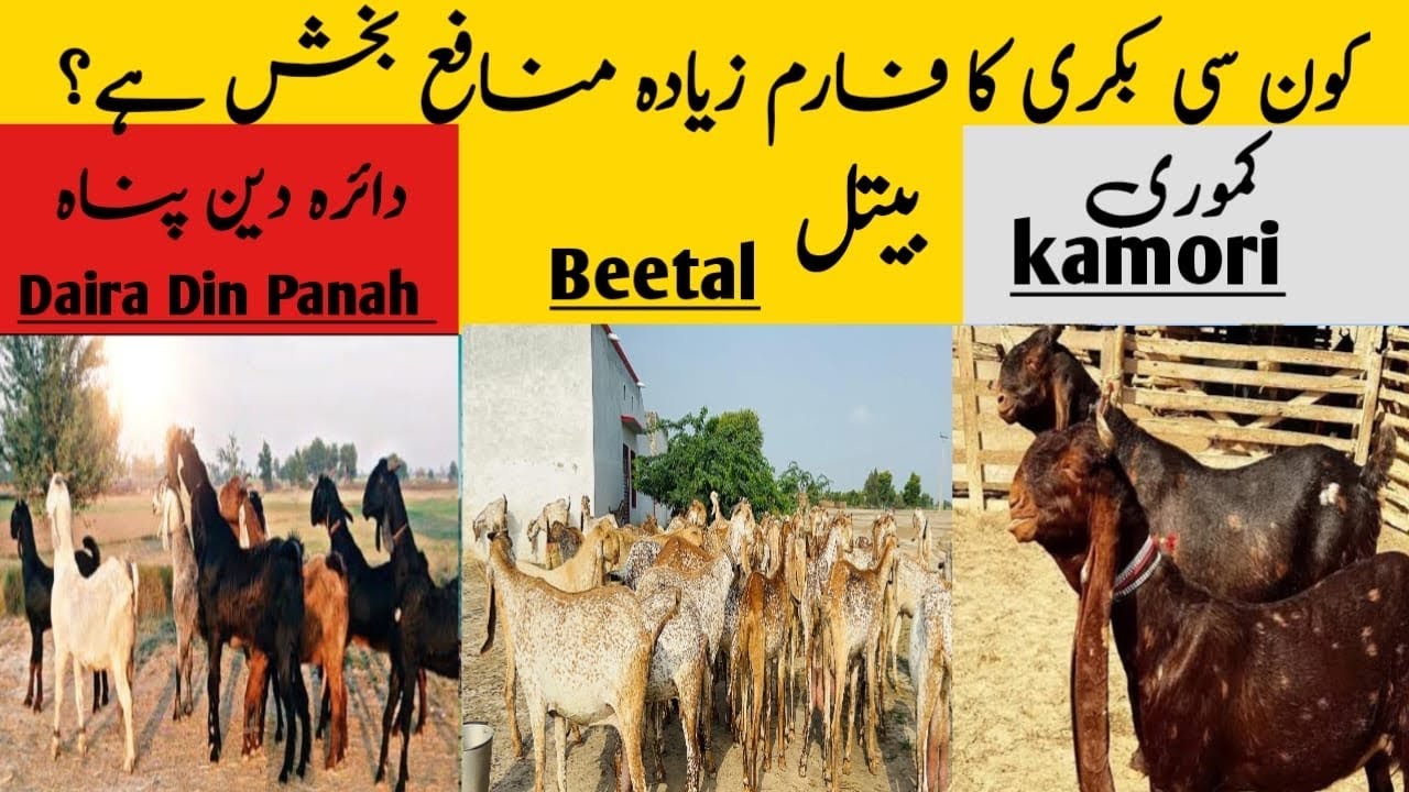 کون سی بکری کا فارم زیادہ منافع بخش ہے؟ Which Goat Breed Is Best For Profitble Farming?
