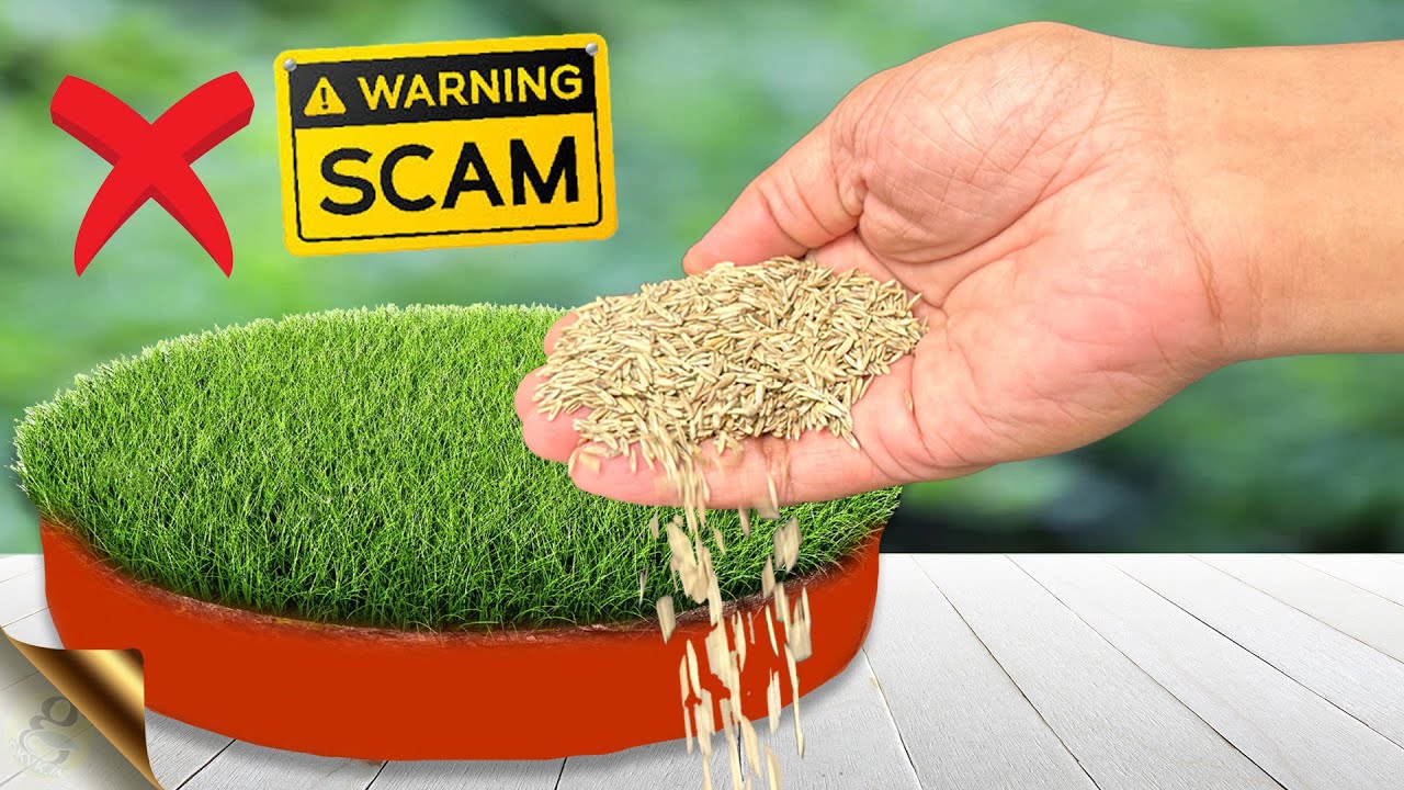 6 SECRETS TO GROW LAWN GRASS FROM SEED | Beware of Seed Scams