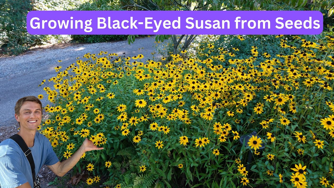 Growing BLACK-EYED SUSAN from Seeds - Complete Tutorial - Rudbeckia