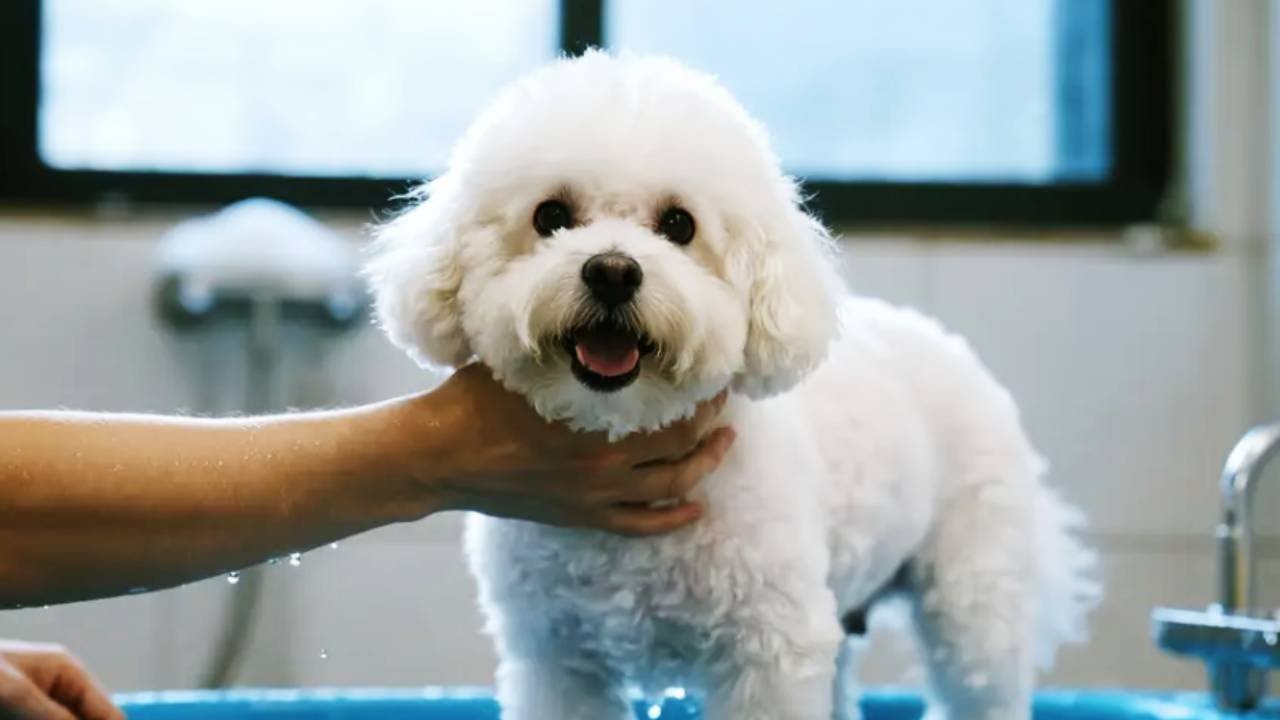 比熊修头教程。 狗狗水母头教程，一把剪刀给狗狗修毛#宠物美容师 #比熊 #狗狗剪毛 #宠物剪刀 #萌宠好物