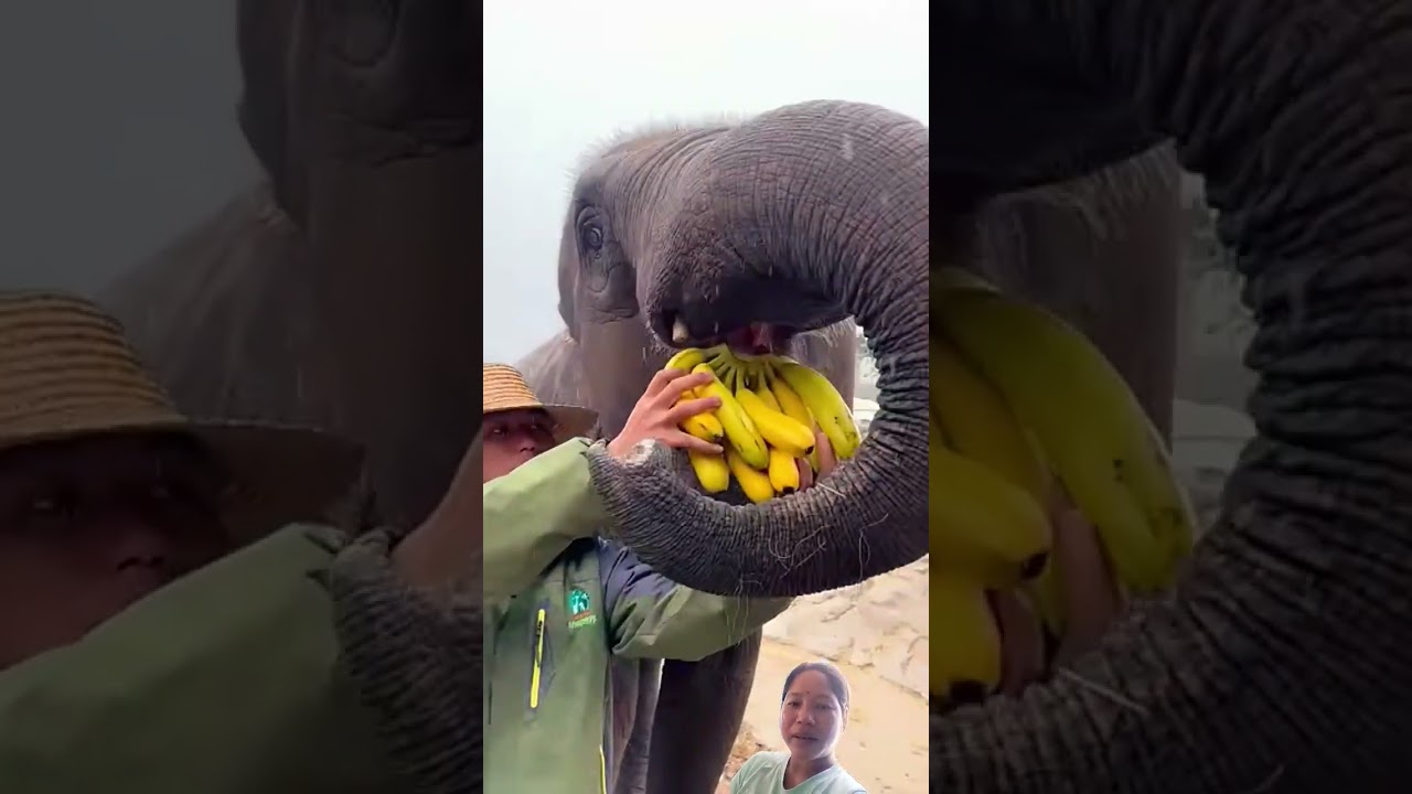 Elephant eating banana 🍌 #shorts #elephant #fruits #viral #youtubeshorts