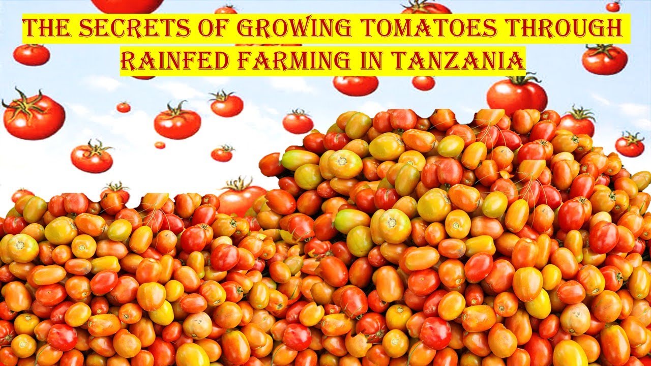 The Secrets of Growing Tomatoes Through Rainfed Farming in Tanzania