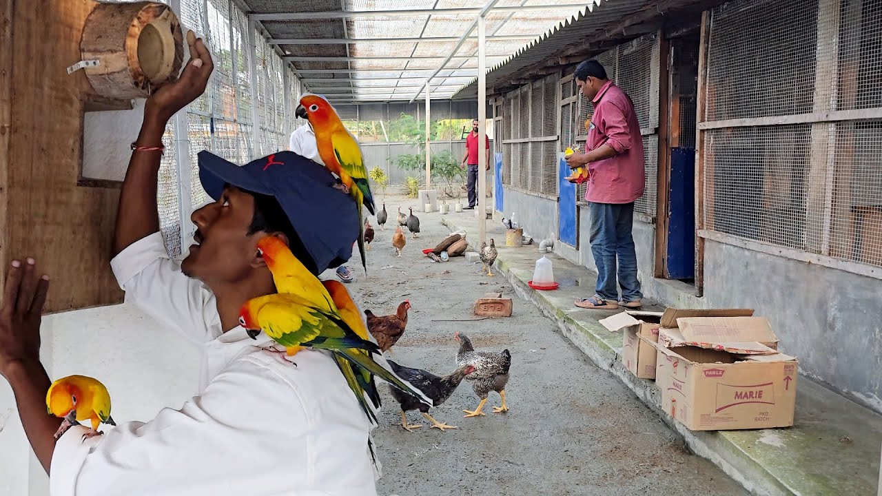 Parrots Released Into Our New Aviary / Naya Firm Pe Bird Chor Diya.