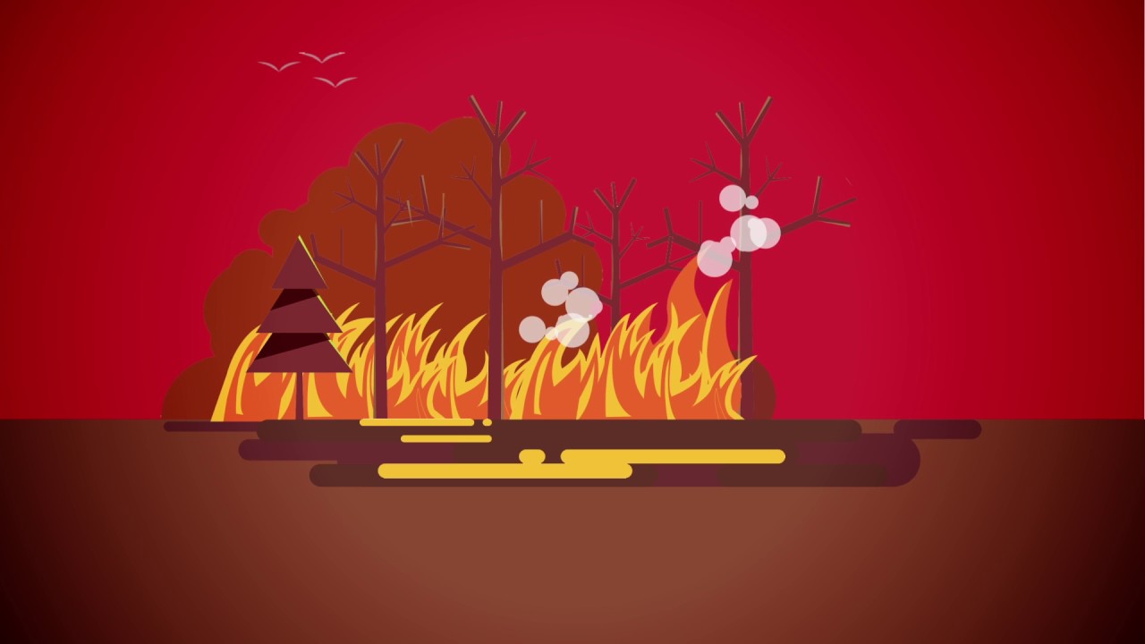 Incêndios florestais