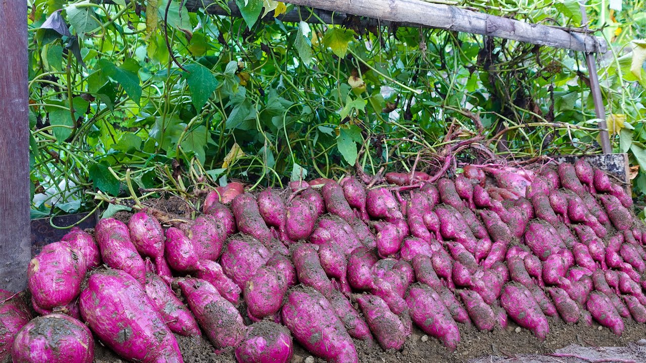 Growing Sweet Potatoes Vertically Is Crazy Productive