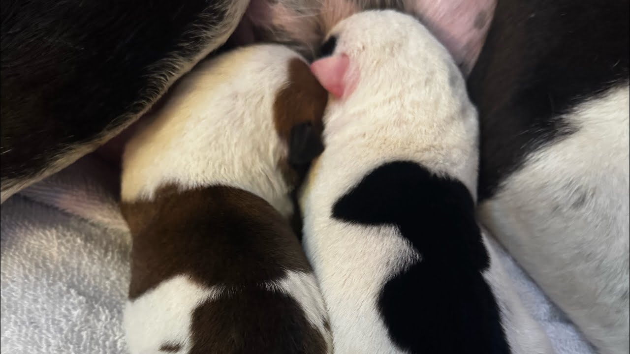 PUPPIES FIRST 48 HOURS! (sad truth)