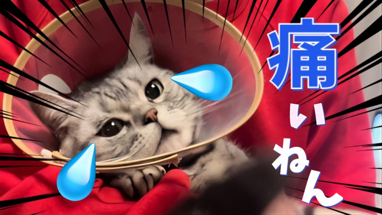 【閲覧注意】愛猫の肛門嚢破裂してしまいました⚡️😈⚡️