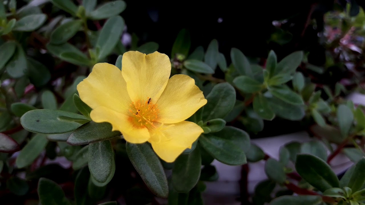 Insect crawling yellow flower | HD - 2018 | animal videos
