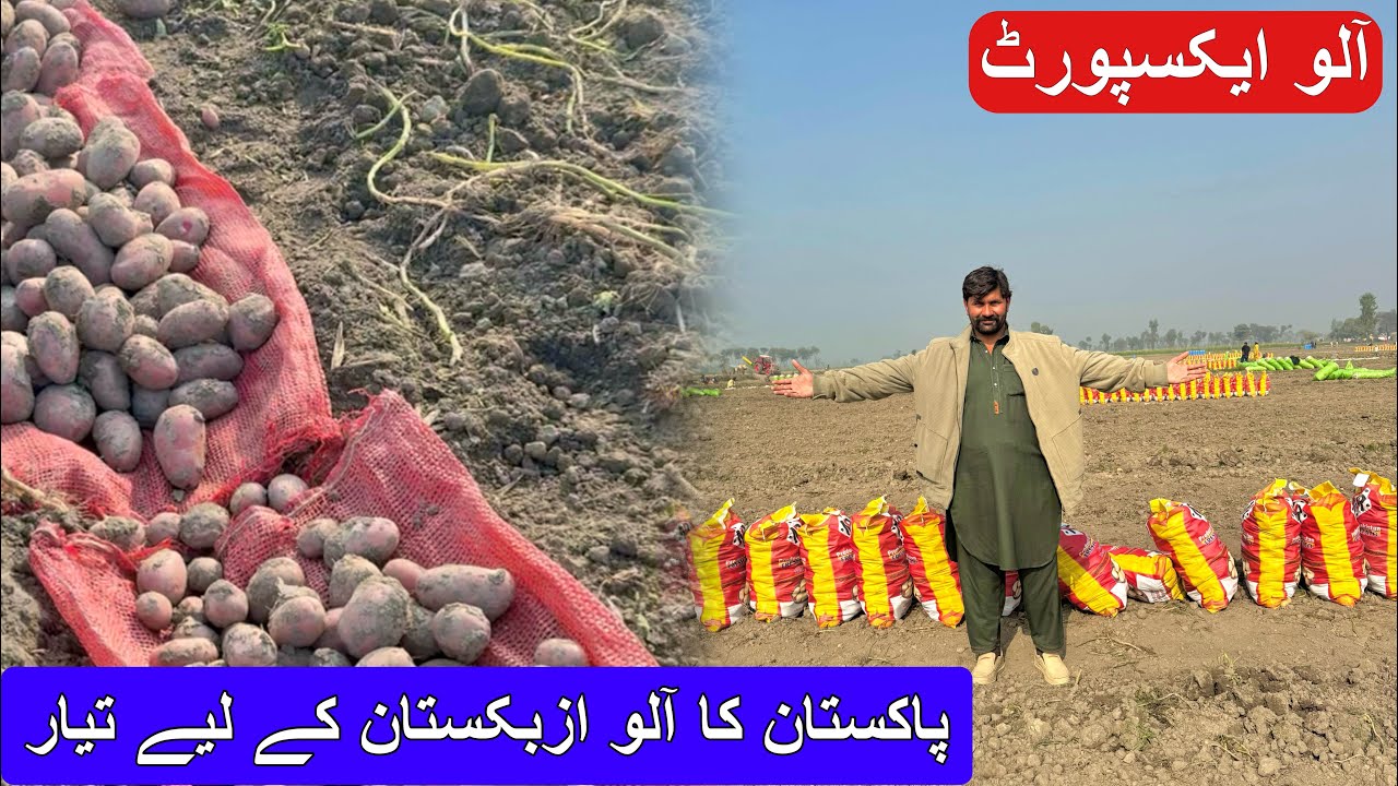 پاکستان کا آلو ایکسپورٹ کے لیے تیار بارڈر کھل گیا آلو کا تازہ ریٹ اور آلو کا فیوچر کیا ہوگا