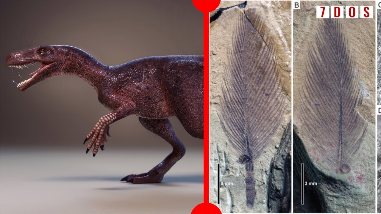 Polar Dinosaur Feathers & A New Predatory Dinosaur - 7 Days of Science