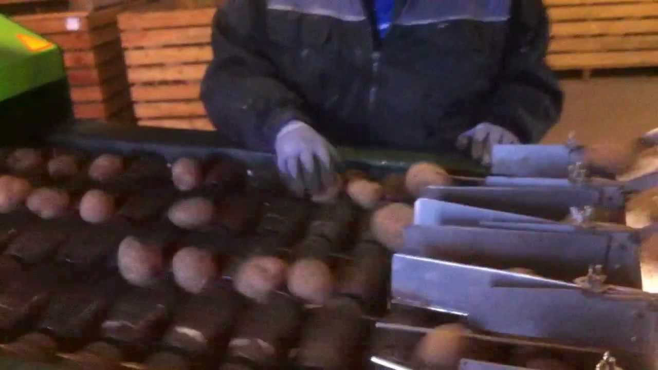 AKV Langholt overskæring af læggekartofler forår 2012