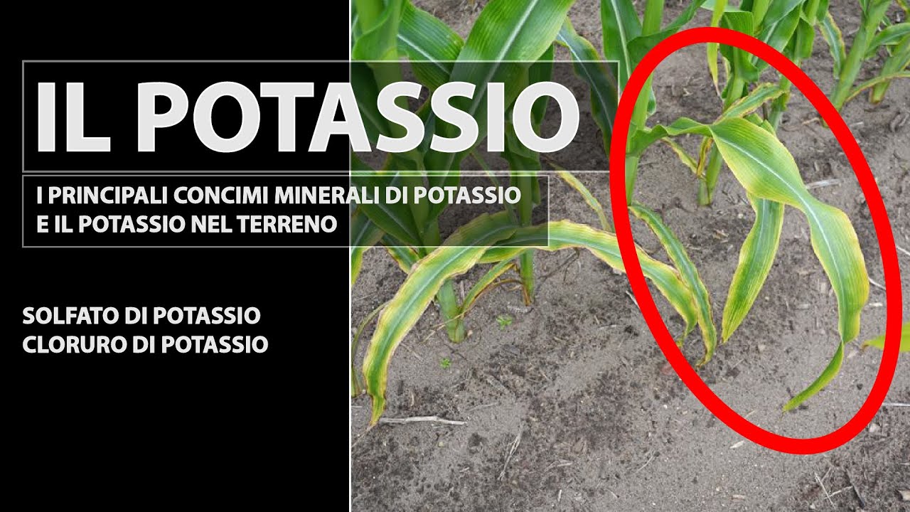 Il potassio in agricoltura. Concimi a base di potassio e il potassio nel terreno.