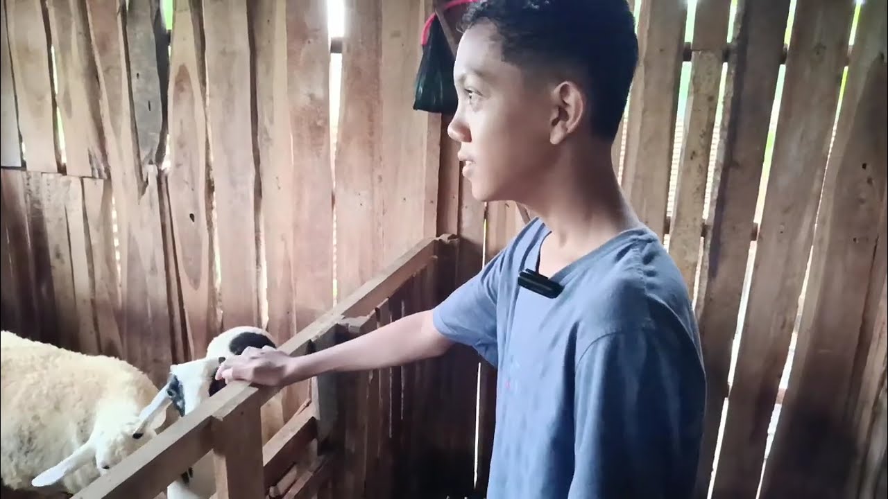 Ontoseno Pejantan Sinyo Farm #domba #dombakontes #viral #fyp #shorts #trending