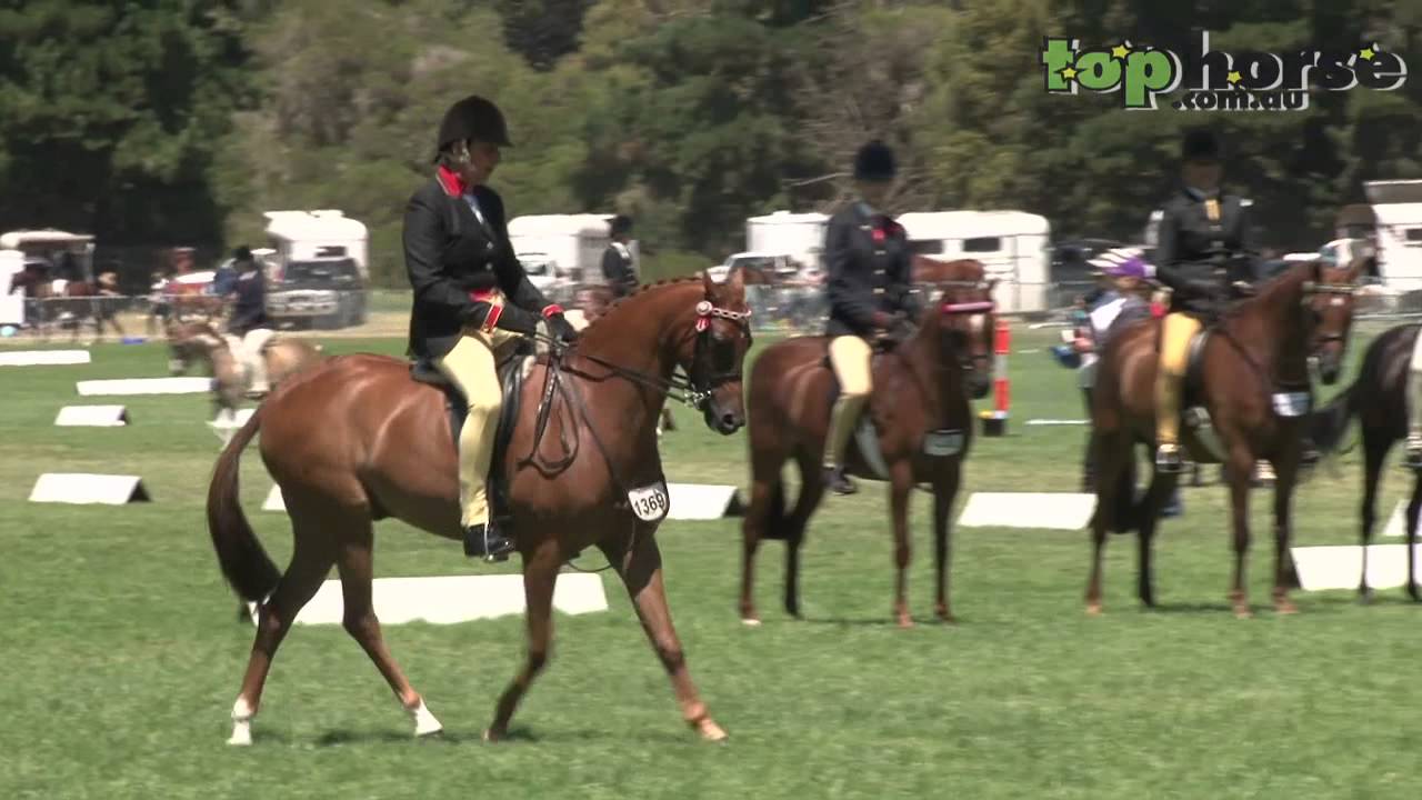 Open Saddle Pony 12.2 - 14 hands - Royal Melbourne Horse Show 2014