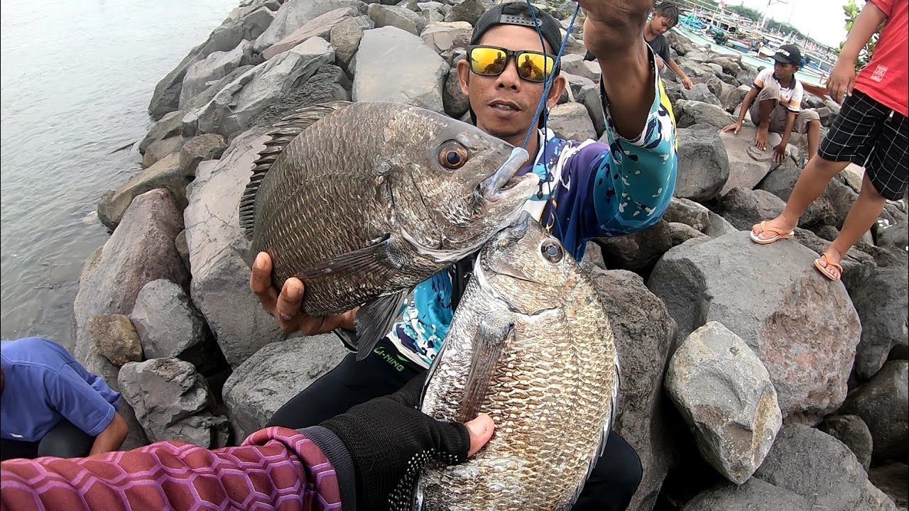 Spot andalan menjadi ajang lomba menaikan ikan babon kakap batu / bekukon