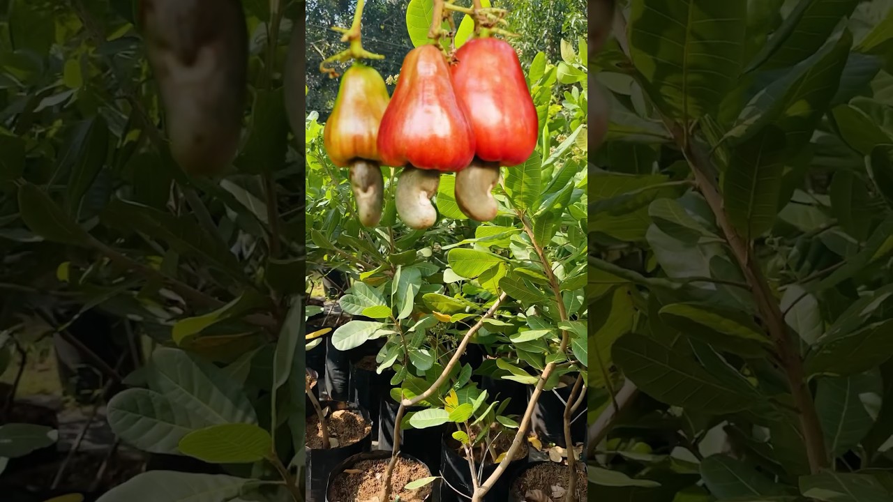 HYBRID CASHEW NUT PLANTS